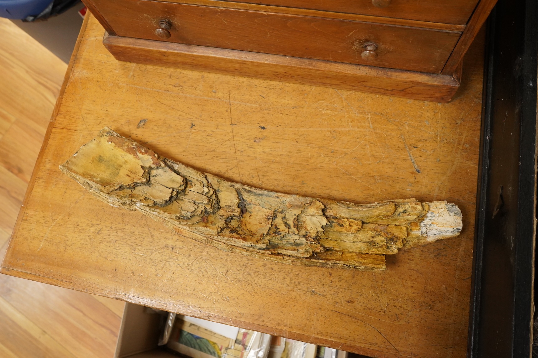 A selection of Natural History specimens to include a mammoth tooth, mammoth tusk fragments, mammoth toe bone, Megalodon tooth and a fish fossil in matrix, contained within an ebonised display cabinet